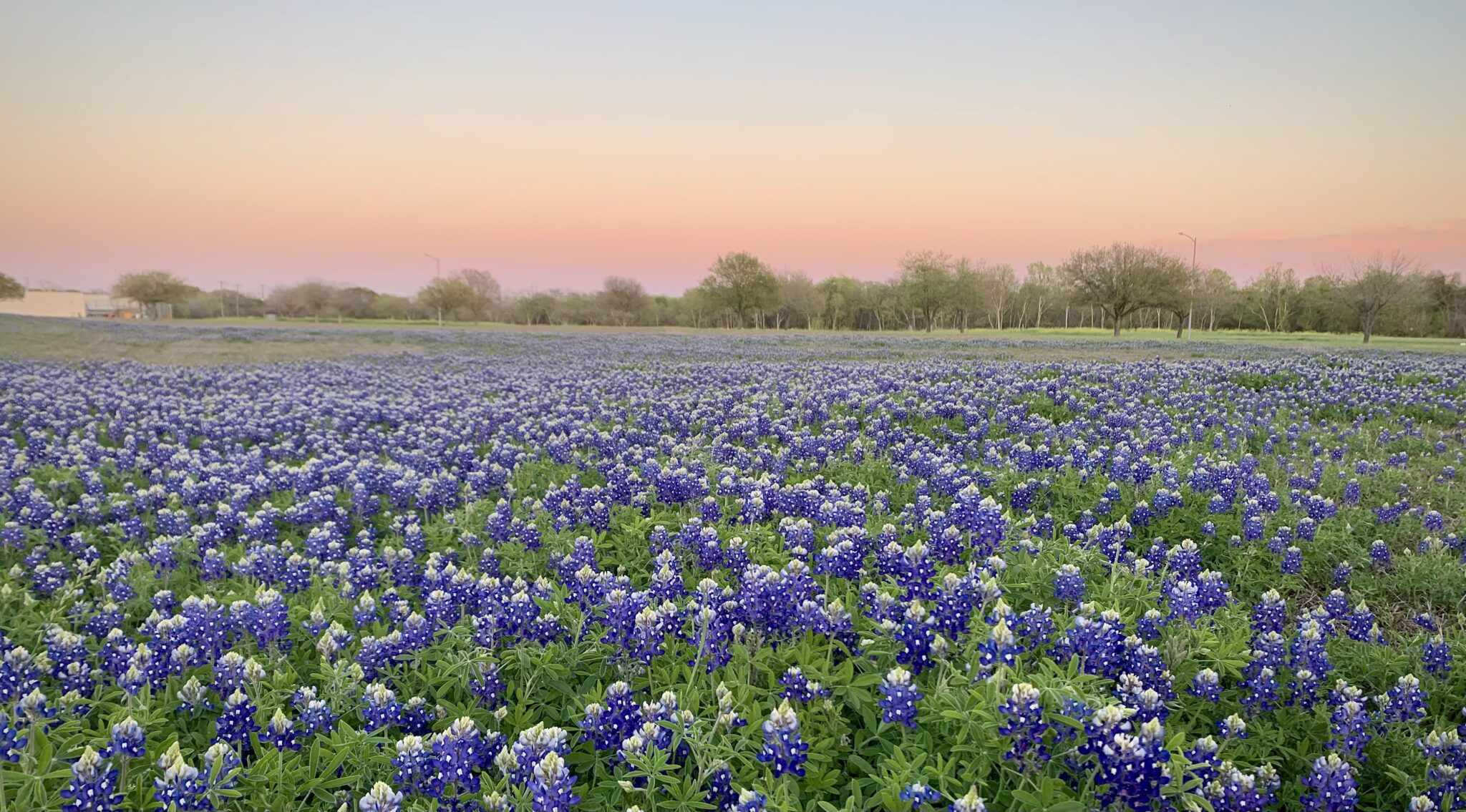 Wilderness In Bloom - A Great Untethering